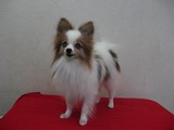 s-IMG_2838
