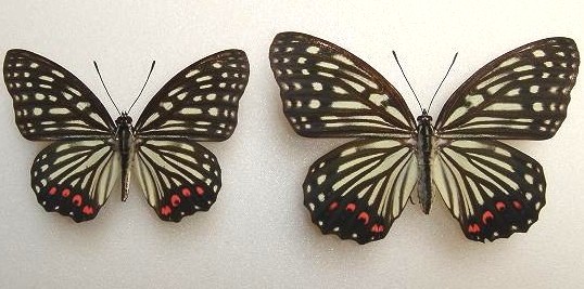 アカボシゴマダラ♀夏型