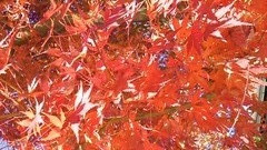miyajima2