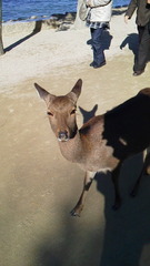 miyajima3