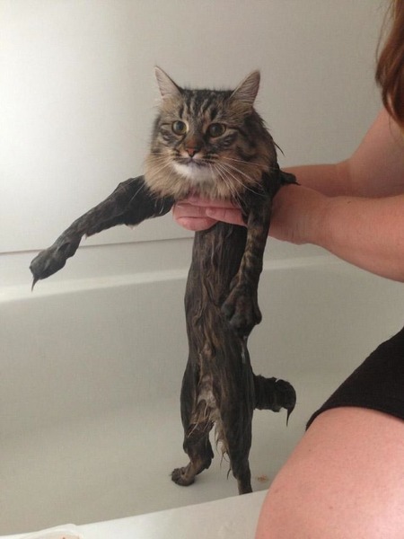 bathcats-6