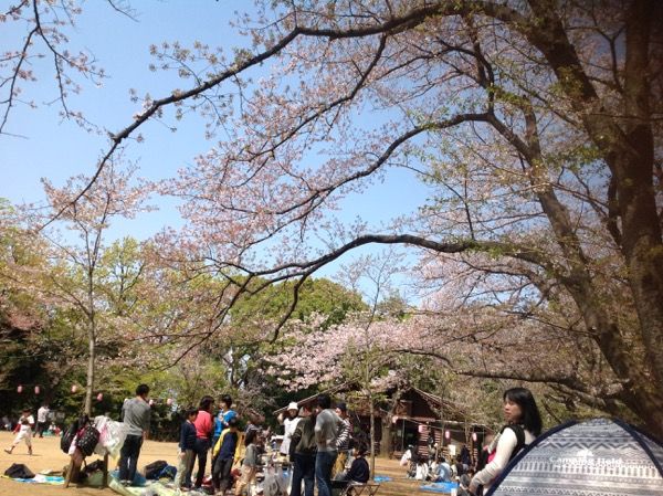 4/1綱島公園お花見