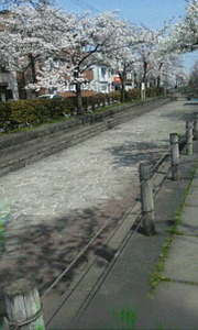 親水公園桜3