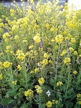 6a948b87.jpg