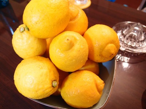 saltlemon1