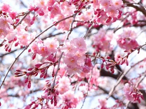 2014sakura4
