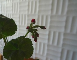 P1020460