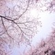 4_sakura