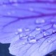 6_iris