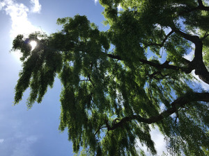 150704