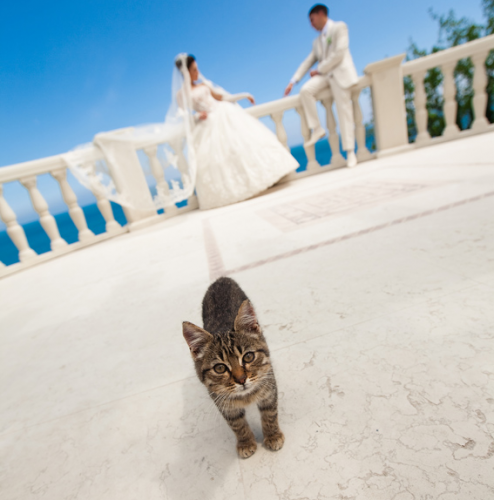 1415799079_cat-wedding