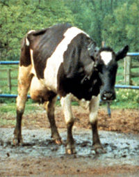 1203411648_mad-cow
