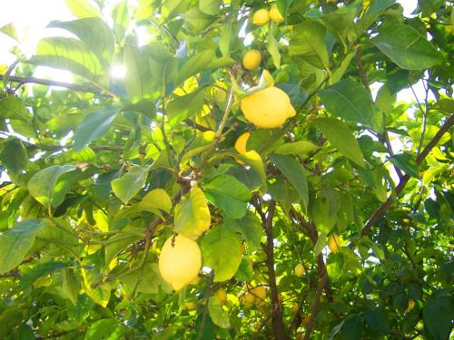 1383122587_cyprus-lemons