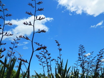 flax