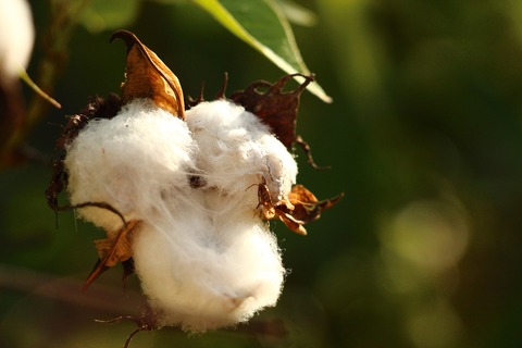 cotton-615103_1280