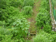 P1000973