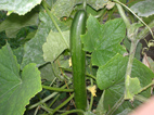 54d1008c.jpg