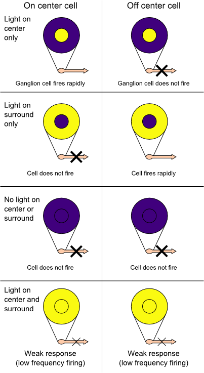 Receptive_field