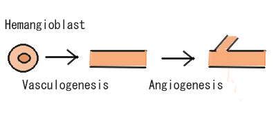 Angiogenesis