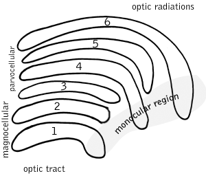 Lateral_geniculate_nucleus