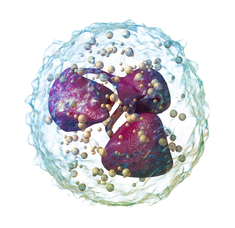 Blausen_0676_Neutrophil_(crop)
