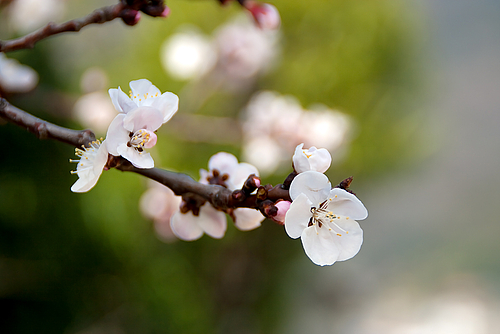 圓福寺 大可島城跡の桜 圓福寺 大可島城跡の桜