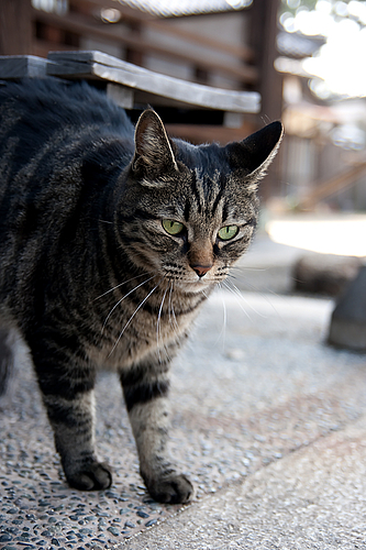 圓福寺 大可島城跡にいた猫 圓福寺 大可島城跡にいた猫