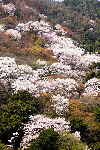 嵐山(京都)
