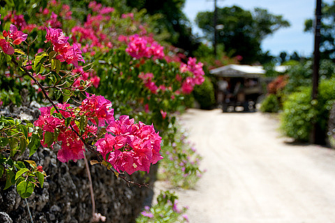 0721-119 ブーゲンビリア(竹富島) 0721-119 ブーゲンビリア(竹富島)