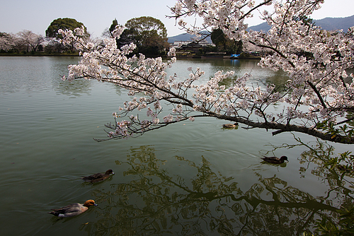 大覚寺/大沢池(京都)