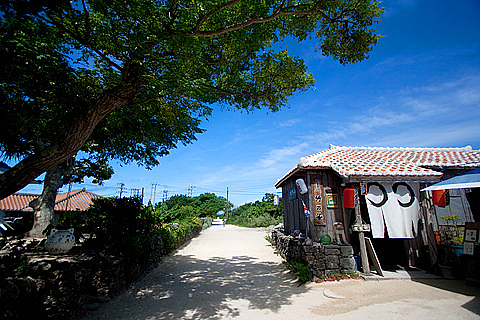 0721-109 竹の子(竹富島) 0721-109 竹の子(竹富島)