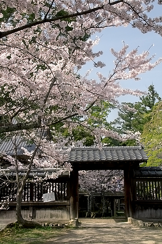 大覚寺(京都)