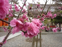 kyoto4