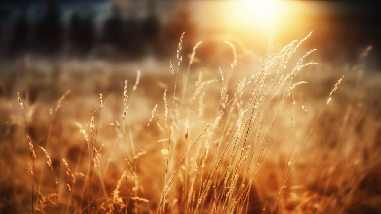 morning_sunshine-1280x720
