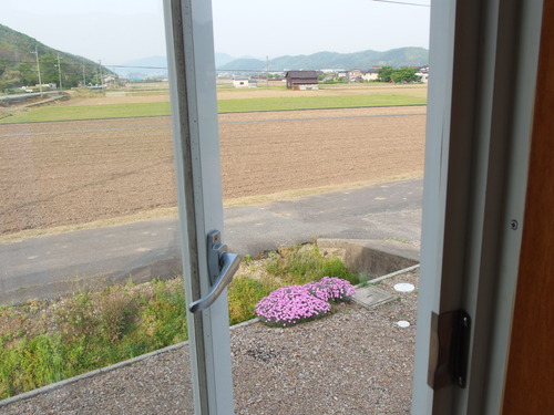 なでしこの花