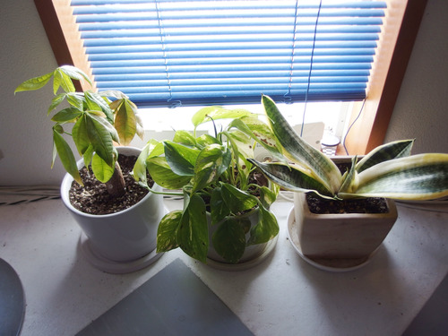 寒さに強い観葉植物は「ノリナ（トックリラン）」「サボテン 