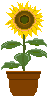 ひまわり