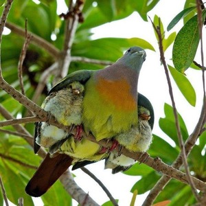 虹鳩