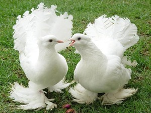 白鳩