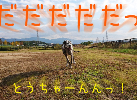 t6