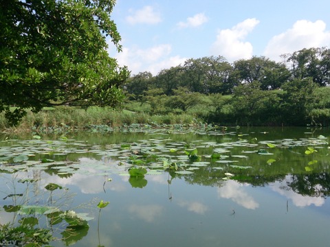 蛇池神社 ブログ用