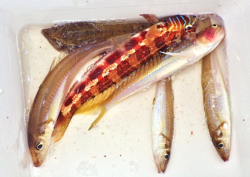 IMGP8556
