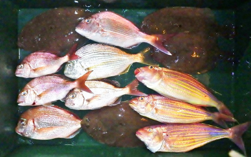 IMGP0622