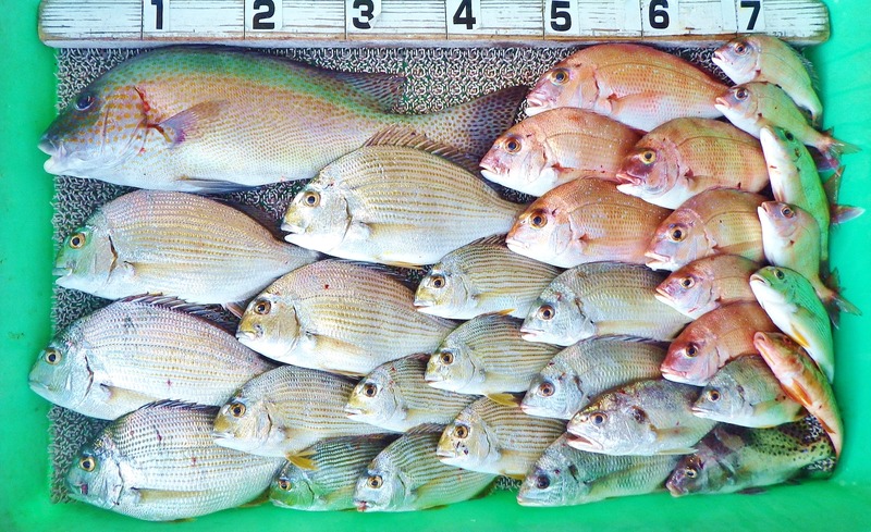 IMGP2529