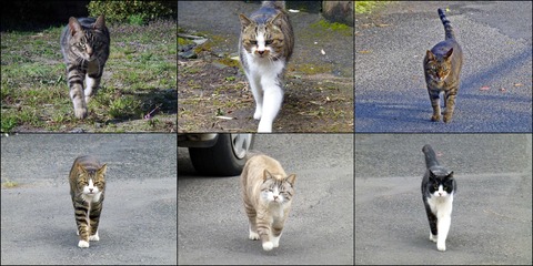 Cat Family