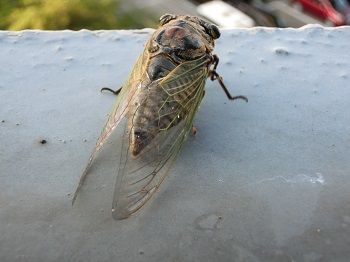 CIMG0729