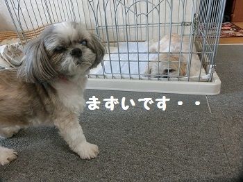 CIMG2478 - コピー
