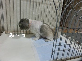 CIMG2485