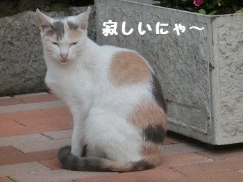 CIMG2452 - コピー