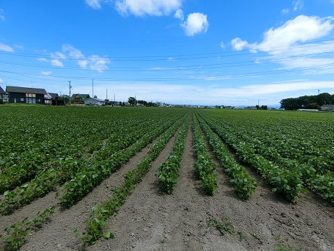 resize4249